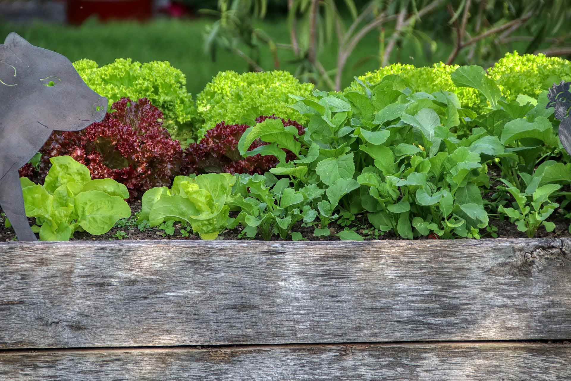 Hochbeet aus Holz mit Salat