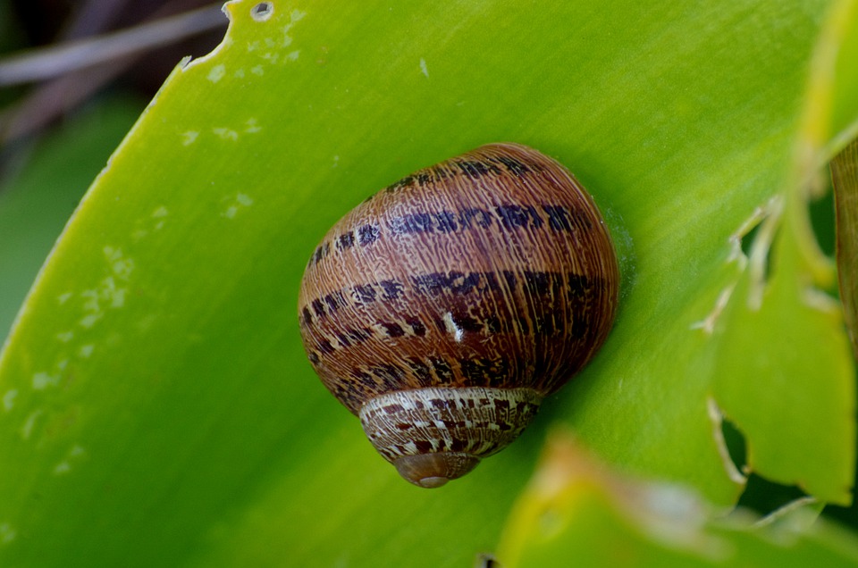 Eine Schnecke die eine Pflanze befällt und Frisst