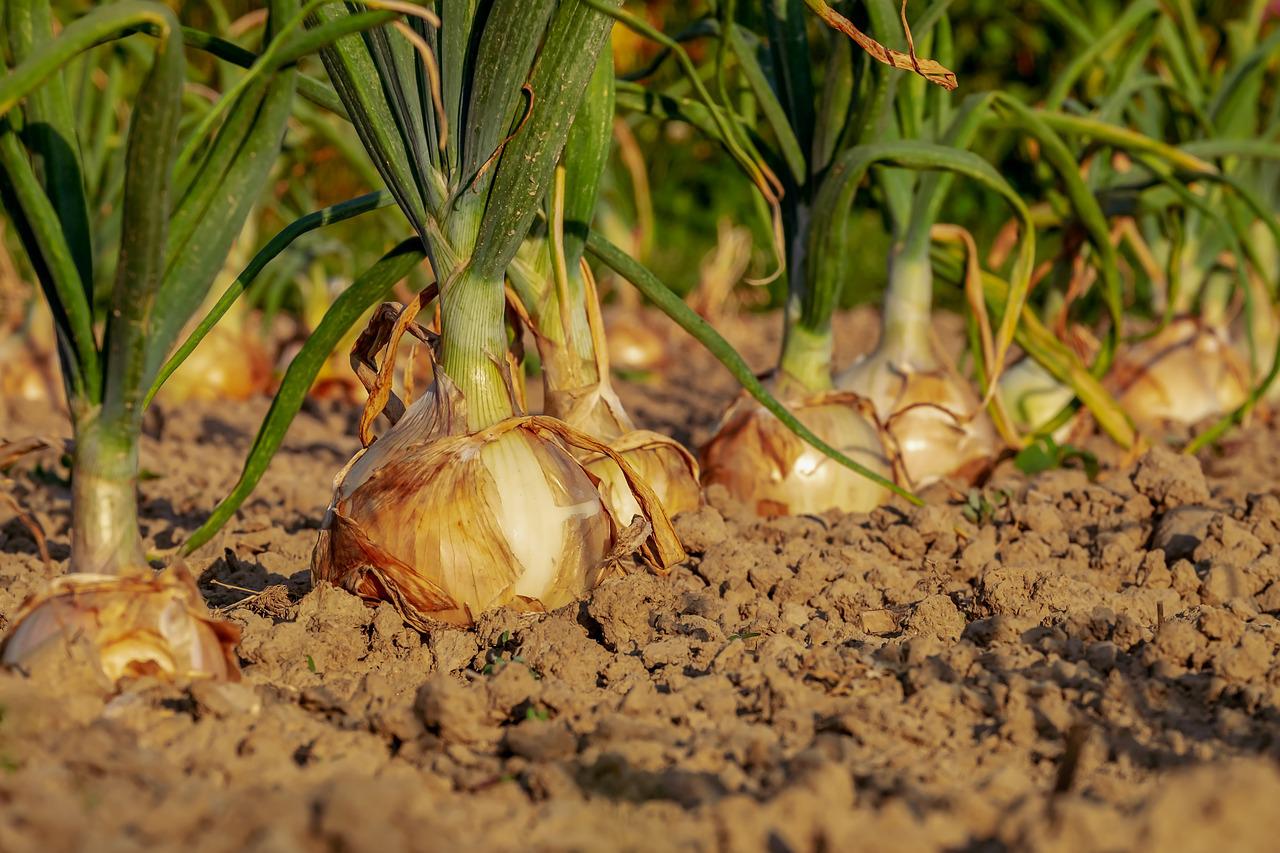 Eigenes Hochbeet günstig befüllen