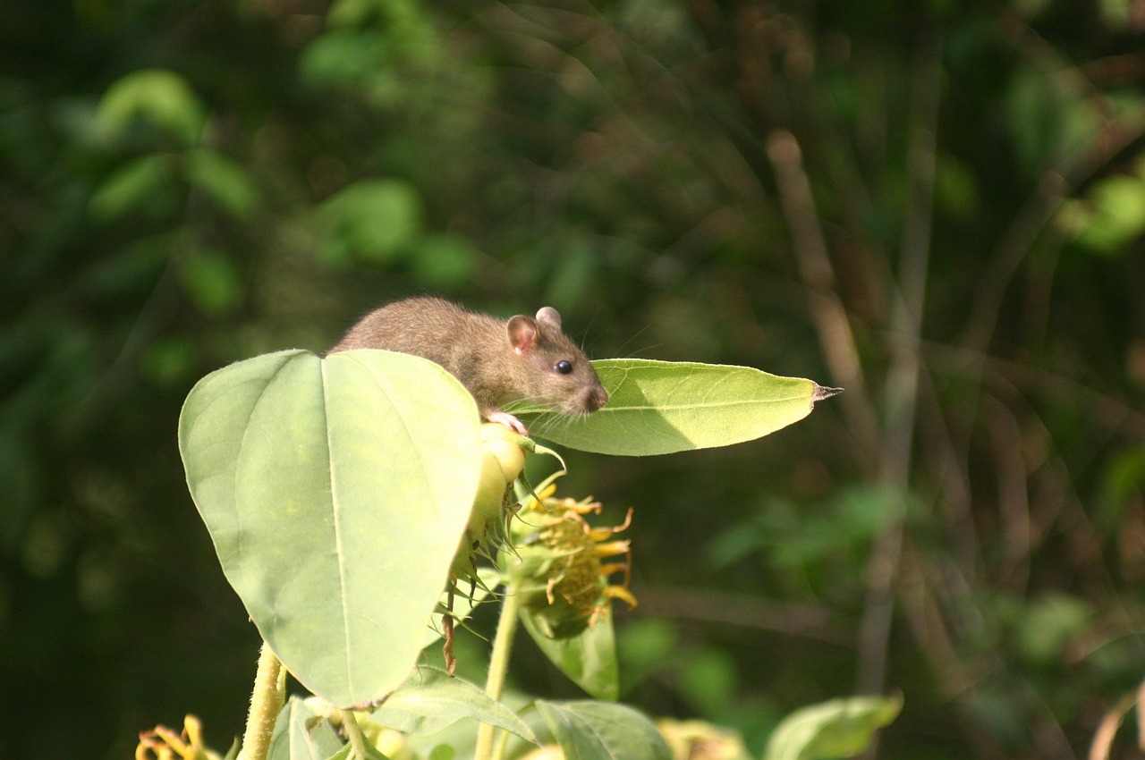 Ratten im Hochbeet